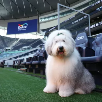 «Даже собака будет играть лучше»: новый спонсор Тоттенхэма унизил команду Моуриньо (фото)