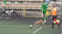 Собака помешала разыграть угловой футболисту Карпат (Видео)