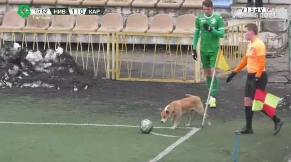 Собака помешала разыграть угловой футболисту Карпат (Видео)